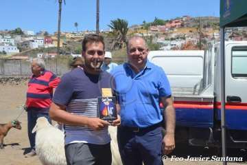 Muestra de ganado de las fiestas del patrono de Telde (Foto  Francisco Javier Santana)